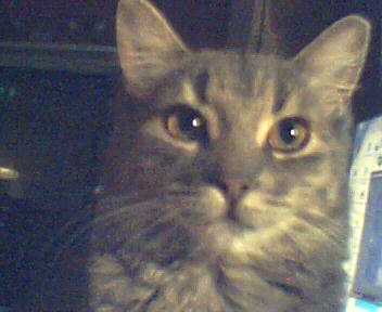 Mon chat ! !!!